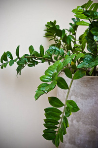 家庭内部设计优雅的绿色盆栽在灰色粘土锅靠墙。