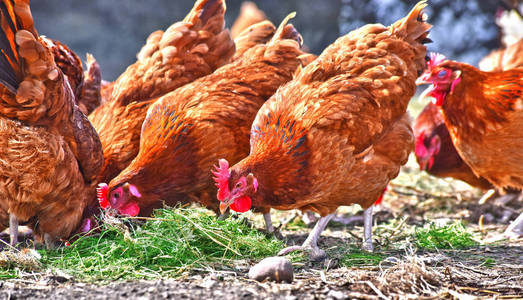 传统自由饲养场的鸡。
