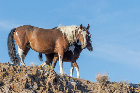 野马和蝰蛇图片