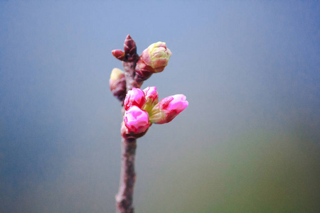 在自然界中是美丽的粉红色。在泰国北部，二月开花。