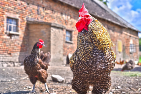 传统自由饲养场的公鸡和鸡。