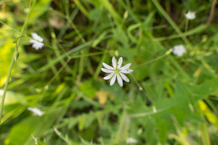 草地上的白花