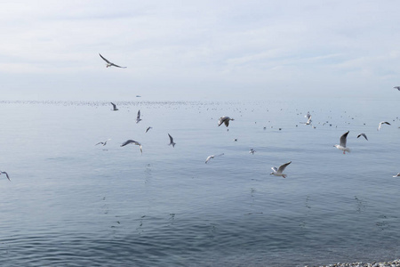 飞翔海鸥黑海