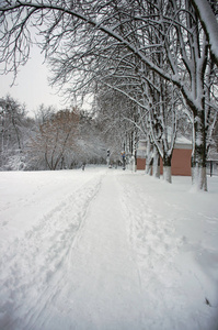 积雪下的树木冬季景观