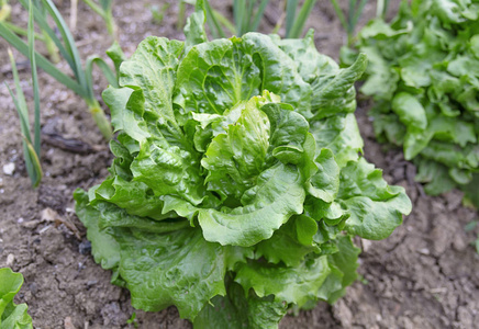 花园里沙拉用的莴苣蔬菜