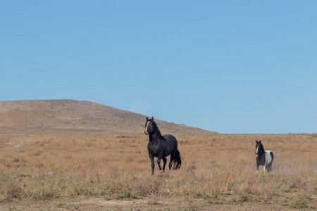 犹他州沙漠中的一匹野马和她的小马驹