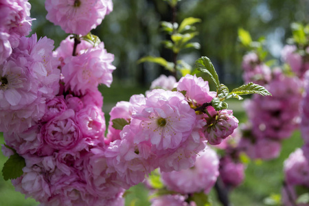 一束粉红色的樱花树。 宏观镜头。