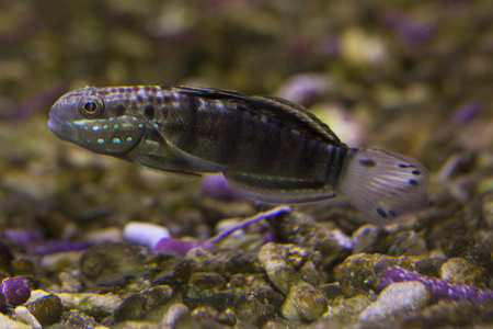 卧铺带戈比白条戈比amblygobius Phalaena。