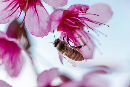 蜜蜂正在吮吸花蜜。 在自然界中是美丽的粉红色。 泰国北部1月2日开花