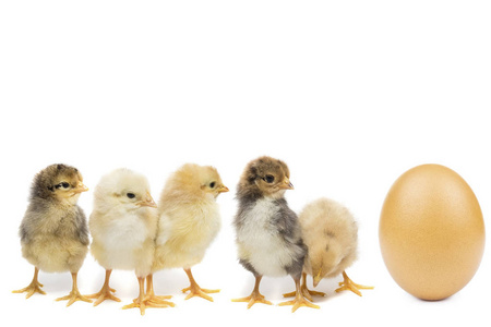 孵化从一鸡蛋隔离的向一极少的量在鸡场横幅上的一大群新孵化的小鸡