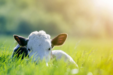 接近白色和棕色的小牛，看着相机，躺在绿色的田野上，阳光照耀着绿色的田野，绿色模糊的背景上有。 牛农养殖牛奶和肉类生产理念。