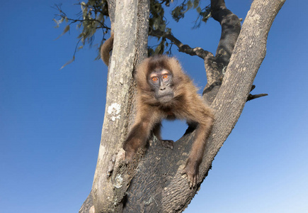 靠近一只好奇的小猴坐在埃塞俄比亚的西蒙山树上。