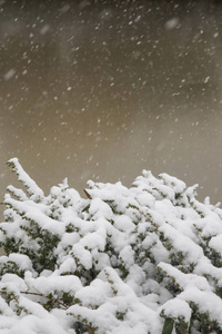 覆盖着雪的常青树