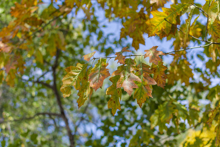 在蓝天的秋天，五颜六色的叶子，绿色的树