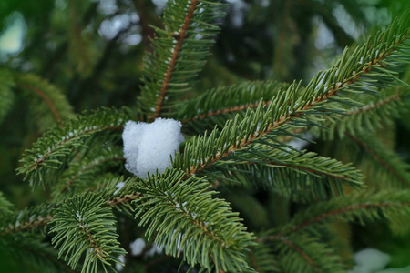 背景有云杉枝。 普通和蓝色杉木针的质地。 冷杉树枝上的雪。