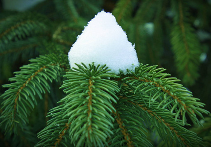 背景有云杉枝。 普通和蓝色杉木针的质地。 冷杉树枝上的雪。