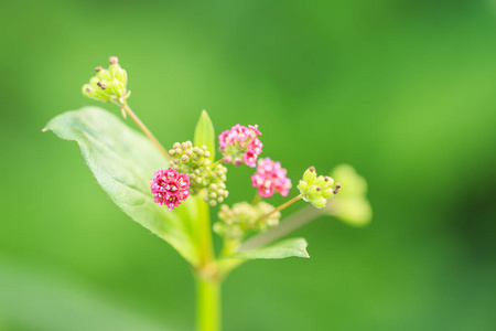 合上粉红色的草花