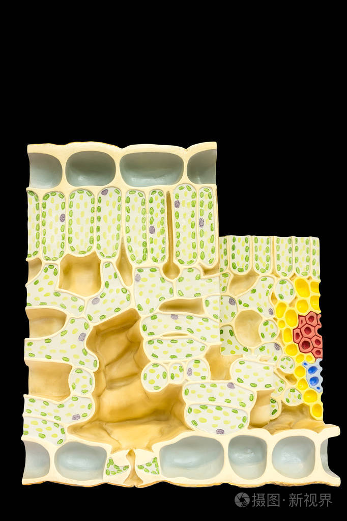 黑背景叶绿素的植物细胞模型叶