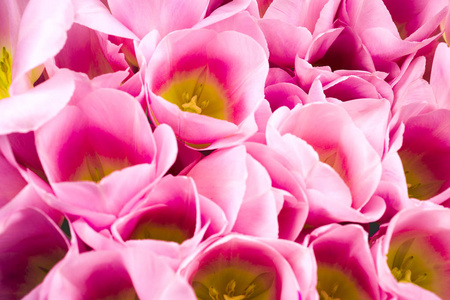 春天的花朵横幅一束粉红色的郁金香花
