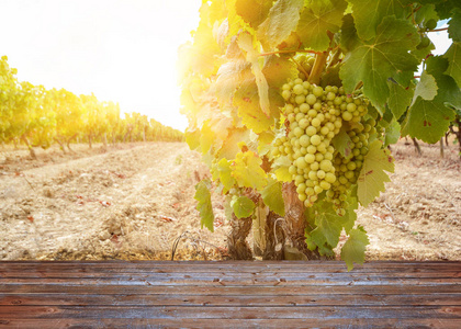 葡萄园与葡萄酒葡萄沿着葡萄酒之路夏季西班牙欧洲