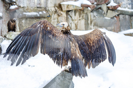 黑秃鹫或黑秃鹫是鹰科的鸟. 这是世界上最大的飞鸟之一.照片