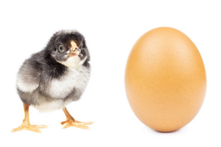 鸡从壳中孵化，在白色背景复活节彩蛋和鸡在白色背景分离