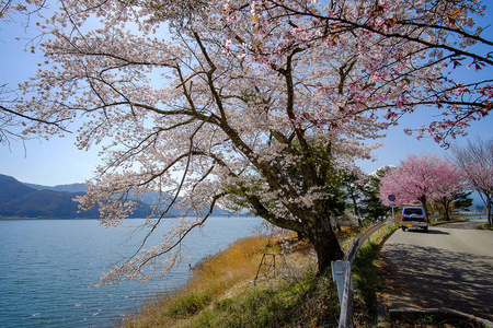 美丽的樱花或粉红色的樱花花树在春天的季节在日本山明子湖。 地标和受欢迎的旅游景点