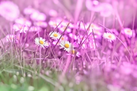 紫粉绿色滤镜制成的草地雏菊花