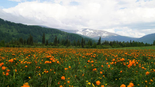 山里的花田