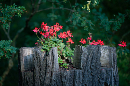 校园花坛的花素材图片 校园花坛的花图片素材下载 摄图新视界