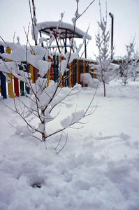 积雪下的树木冬季景观