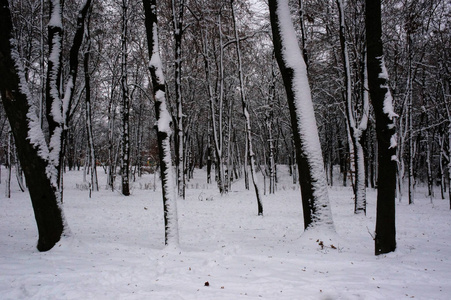 积雪下的树木冬季景观图片