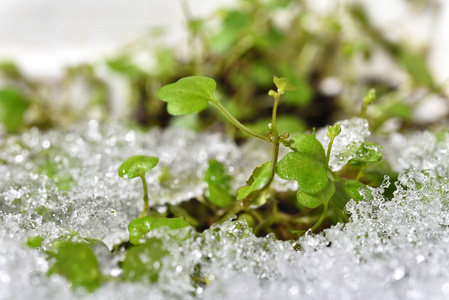 绿色植物穿过雪地