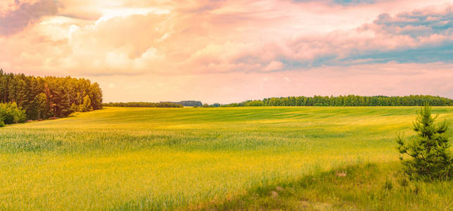 日落过美丽的田野，绿草如茵。天空和背景中的云。白俄罗斯的壮丽景色。