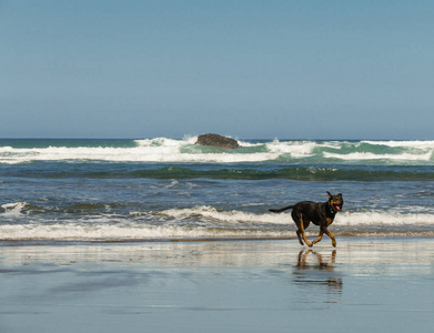 在新西兰北岛奥克兰附近的泰亨加Bethels海滩奔跑的狗