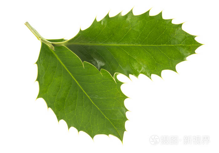 北美冬青树叶图片图片