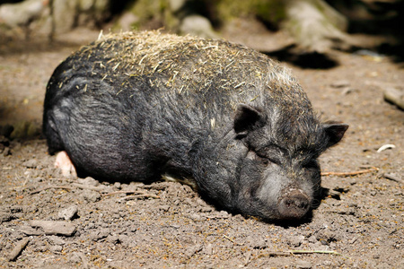黑猪种越南锅腹肖像。自然和野生动物的摄影。