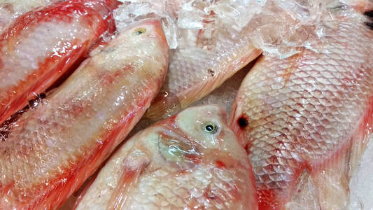塔拉皮亚梅拉鱼的科学名称叫奥利奥洛蒂克斯。展示出售的冰填充。它是一种淡水鱼，通常作为食物供应繁殖。