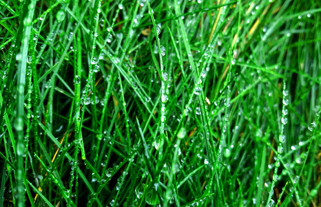 绿油油的小草上滴着小小的雨露照片