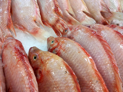 塔拉皮亚Merah鱼的科学名称，称为诺洛蒂克斯。 展示出售的冰填充。 它是一种淡水鱼，通常作为食物供应繁殖。