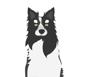黑白边界牧羊犬. 矢量图.照片