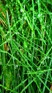 绿草上的雨滴和露水