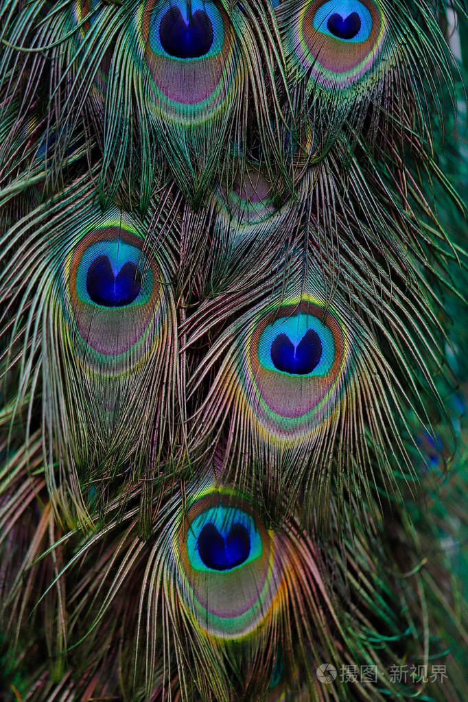 羽毛雄性蓝印度孔雀的细节. 自然和野生动物的摄影.照片-正版商用图片