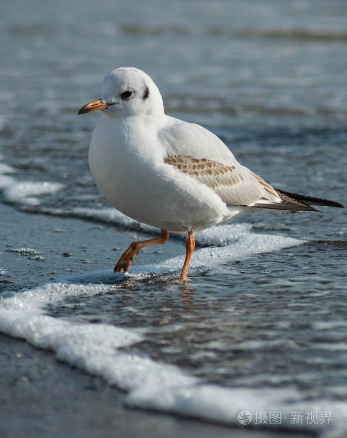 一只海鸥试图用泡沫从海浪中踏上沙滩的垂直照片
