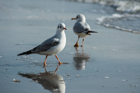 两只海鸥慢慢地沿着潮湿的沙滩沿着海滨漫步