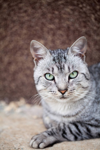 美丽的灰色猫肖像