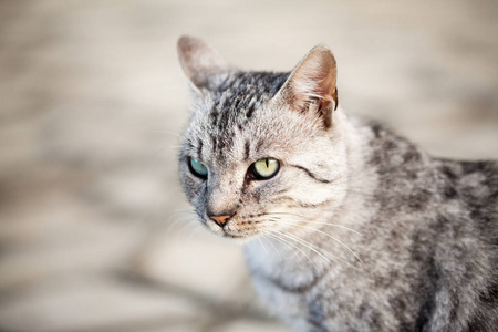 美丽的灰色猫肖像