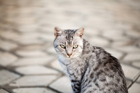 美丽的灰色猫肖像