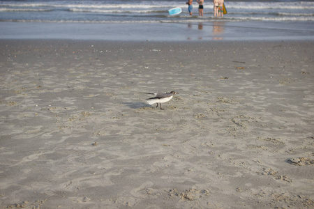 一只海鸥站在海边的沙滩上，在大海的背景下。 夏天，海岸上的海鸥即将飞越海洋。