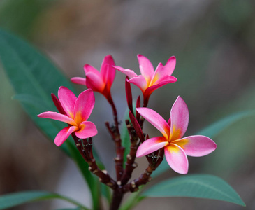 粉红色的花，在阴天，有自然背景的梅花，马达加斯加荒野